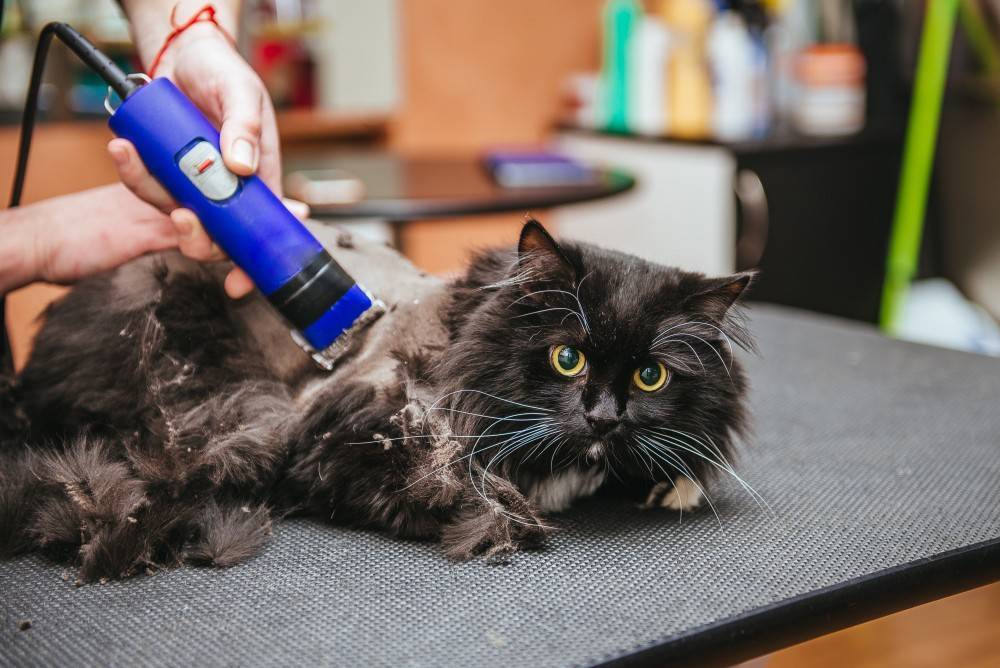 Как подстричь британского кота машинкой