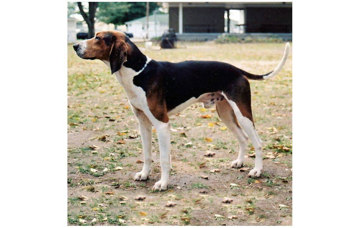 Кунхаунды (енотовые гончие) — фото, описание, классификация пород собак