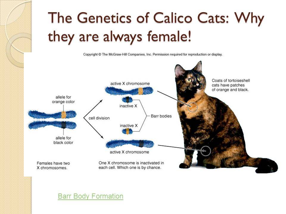 Сколько сосков у кошки и кота — их строение и функции