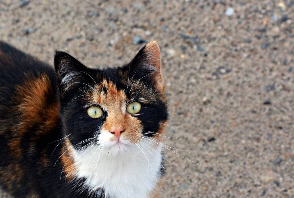 Трехцветная кошка в доме: приметы, к чему найти, что значит окрас и приносит ли счастье