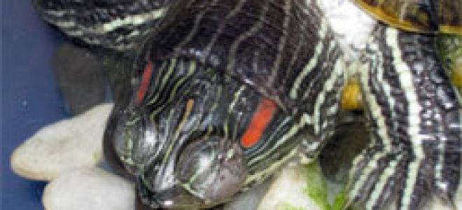Болезни глаз красноухих черепах: симптомы и лечение