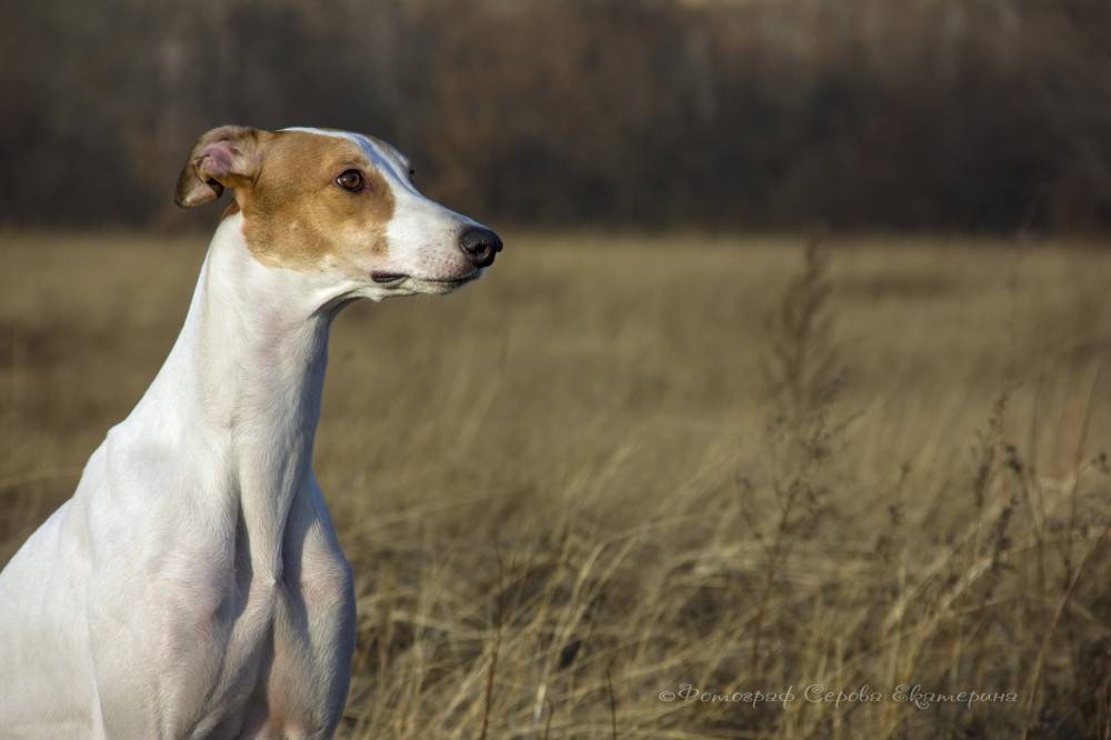 Динго – собака австралии, которая одичала. описание и фото собаки динго