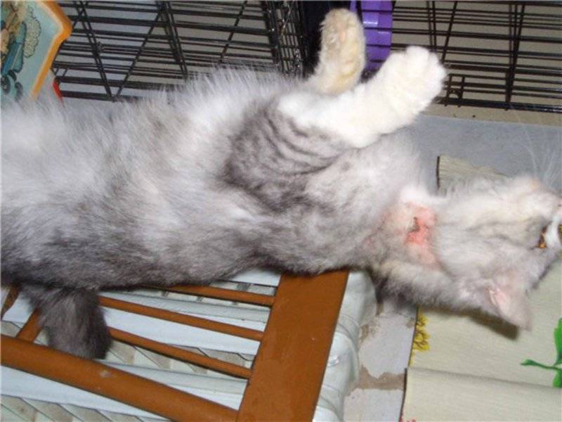 Чесотка у кошек: как и чем лечить, симптомы, фото