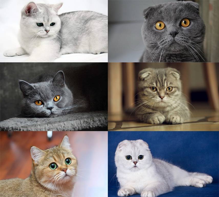 Отличие британских кошек от шотландских? - wlcat.ru