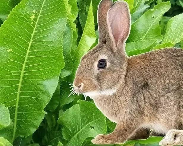 Можно ли давать кроликам арбузные корки, едят ли они корочки? - kotiko.ru