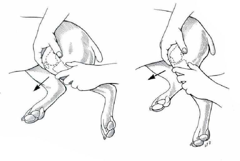После операции на лапу собаку. Тест выдвижного ящика коленного сустава у собаки. Подвывих коленной чашечки у собаки. Подвывих тазобедренного сустава у собак. ПКС коленного сустава у собак.