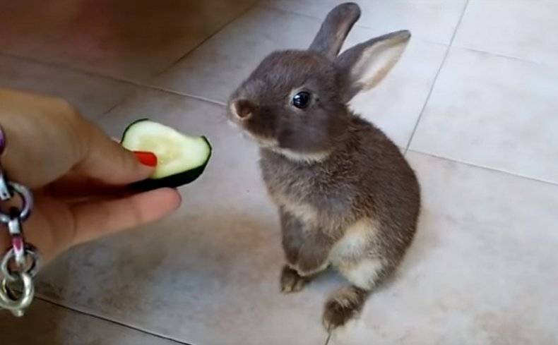 Едят ли кролики свежие огурцы, с какого возраста и в каком количестве?