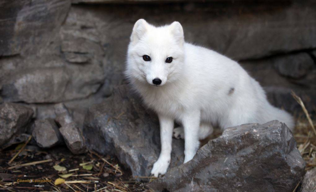 Песец (полярная лиса): его повадки, места обитания, внешний вид, видео, фото