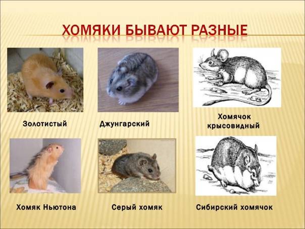 Хомяки, крысы, мыши: отличия и сходства