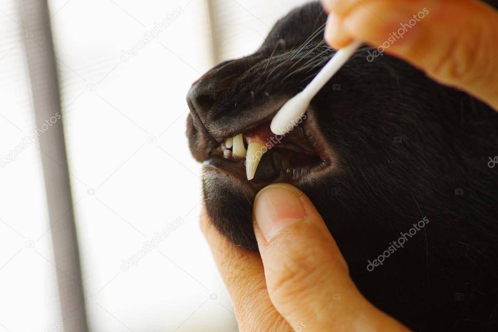 Как чистить зубы кошке правильно в домашних условиях - petstory