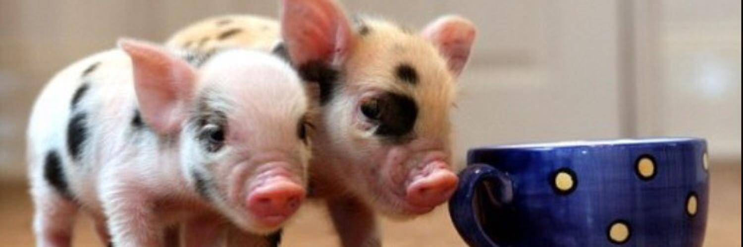 Разведение свиней в домашних условиях для начинающих как бизнес: с чего начать, выгодно ли, нюансы содержания и выращивания свиней