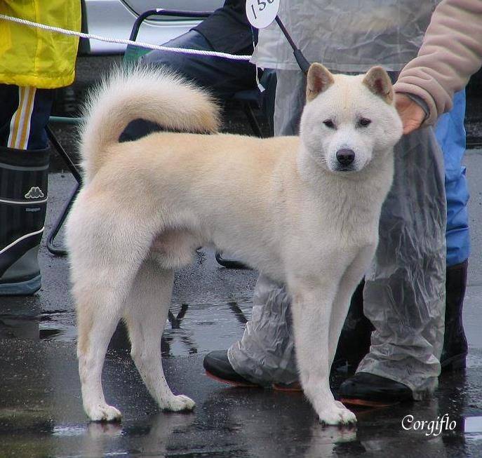 Японские породы собак: названия и фото (каталог)