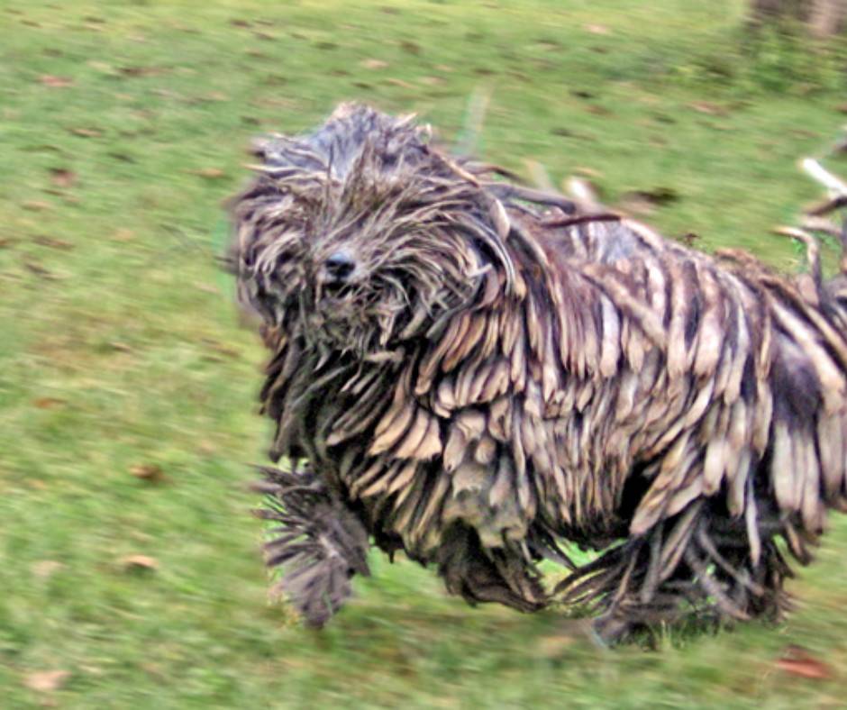 Бергамская овчарка: характеристики породы собаки, фото, характер, правила ухода и содержания