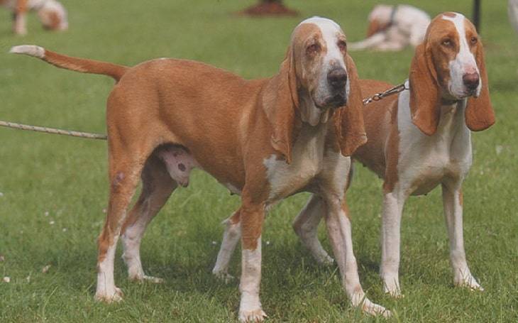 Испанская гончая: характеристики породы собаки, фото, характер, правила ухода и содержания