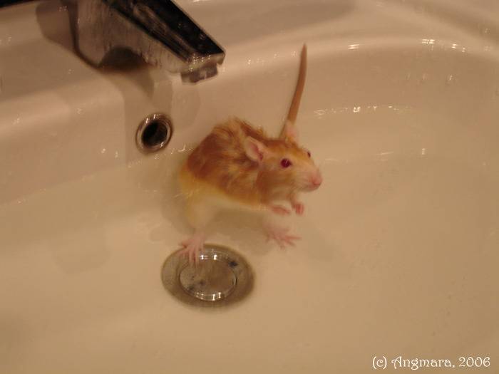 Как правильно мыть декоративную крысу в домашних условиях и нравится ли купание питомцу