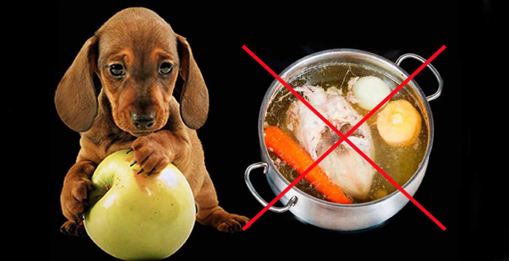 Полезна ли свинина и сладкое собаке - чем нельзя кормить собаку