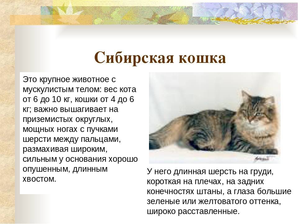 Сибирский кот: пушистый великан с независимым характером
