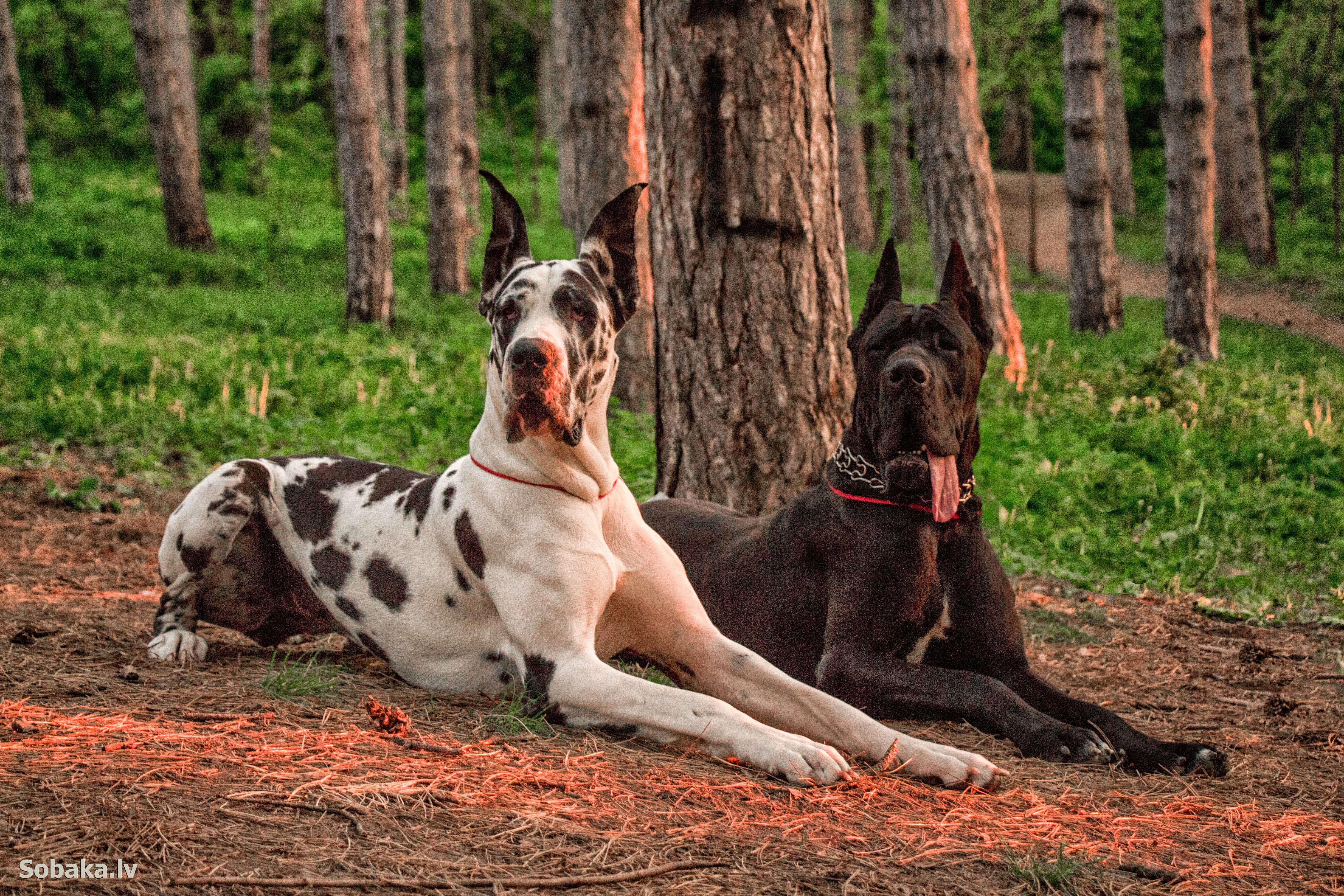 Самые красивые собаки с фото - pet-mir.ru