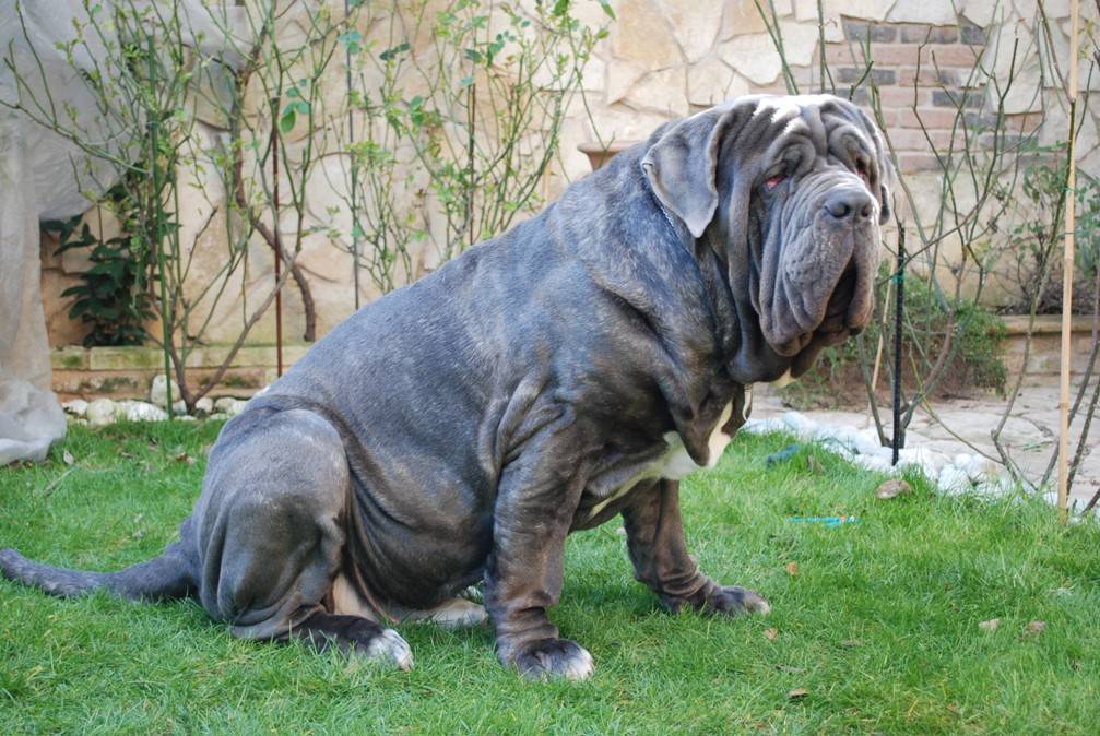 Самая тяжелая собака в мире — рекорды веса и роста в книге гиннесса + топ-10