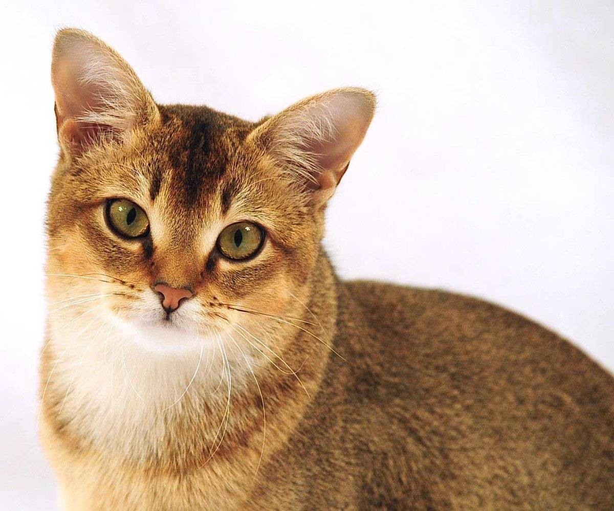 Самые популярные породы кошек: рейтинг известных котов