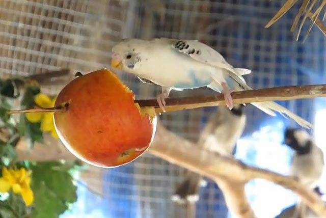 Какие фрукты можно давать волнистым попугаям: едят ли птицы яблоки, гранат, груши, виноград, киви, арбуз, дыню