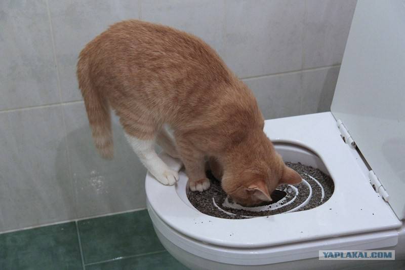 16 причин почему кот какает с кровью - лечение и диагностика - kotiko.ru