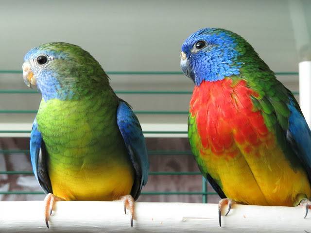 Лазурный попугай: травяной, глянцевый, золотистобрюхий