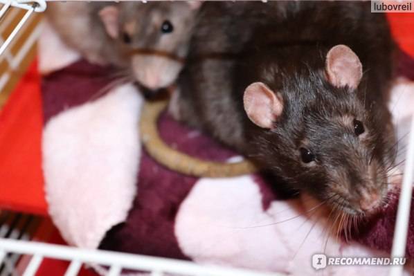 Как сделать крыске укол? часто задаваемые вопросы по болезням декоративных крыс