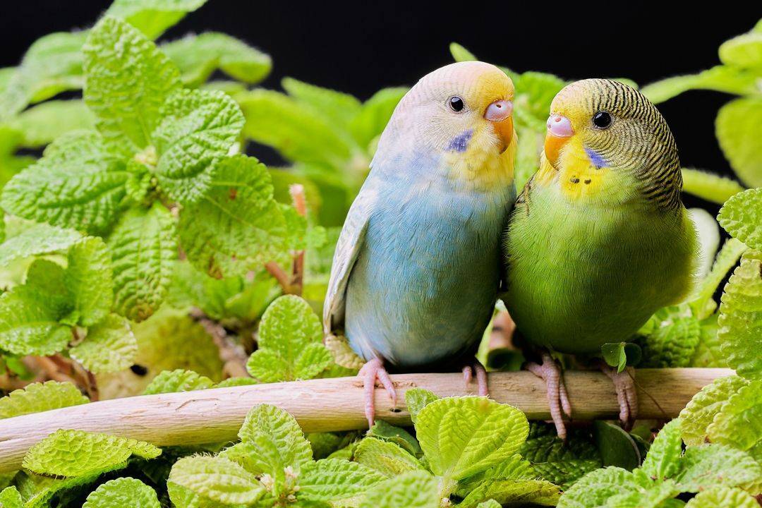 Сколько лет живут волнистые попугаи? продолжительность жизни диких волнистых попугаев и сколько живут дома?