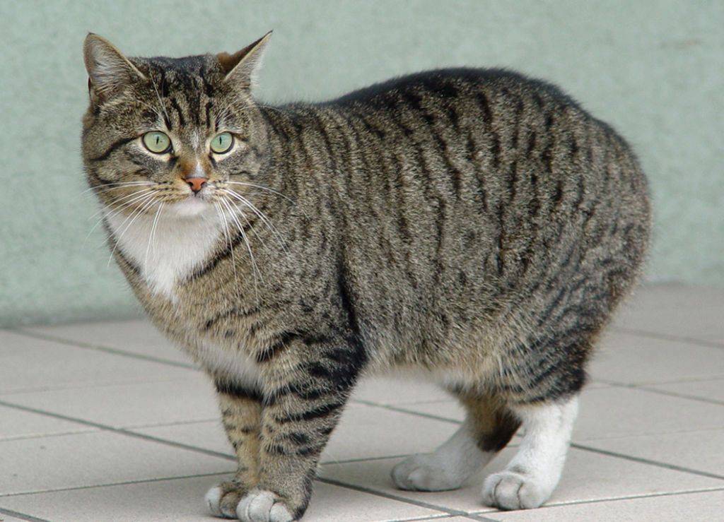 Пушистые породы кошек: топ 10 с фотографиями и названиями