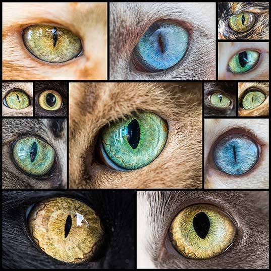Когда меняют цвет глаз котят? - котята 2022