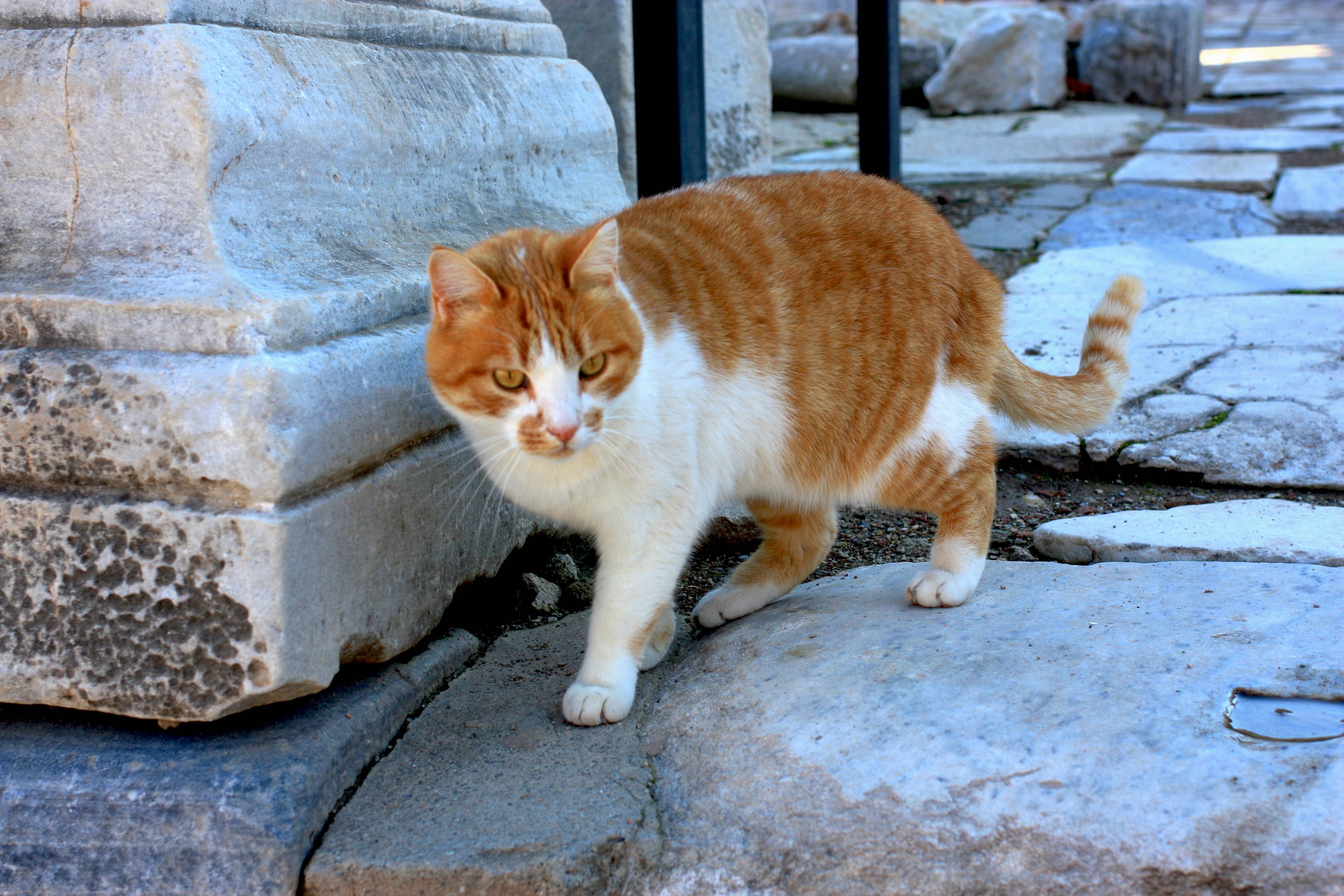 Эгейская кошка: описание породы, история и уход
