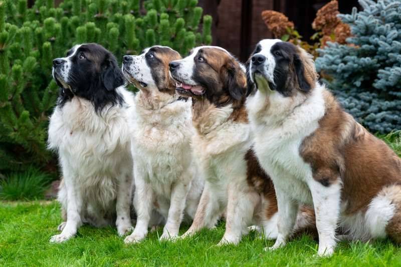 Собаки для охраны частного дома: 5 лучших пород собак для защиты вашего имущества