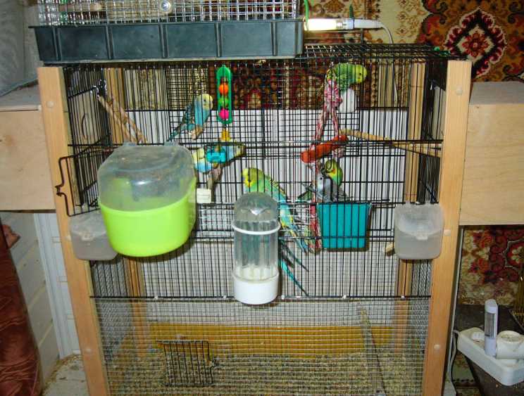 Клетка для волнистого попугая (37 фото): какой должен быть размер? нужно ли оборудовать зеркалом? как выбрать клетку для двух попугаев?