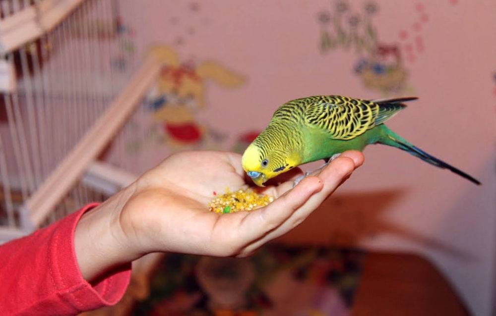 Каши для попугаев: как часто и какие можно давать, как сварить