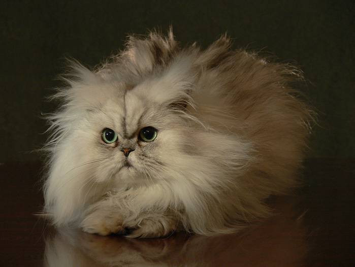 Самые пушистые кошки и их описание :: syl.ru