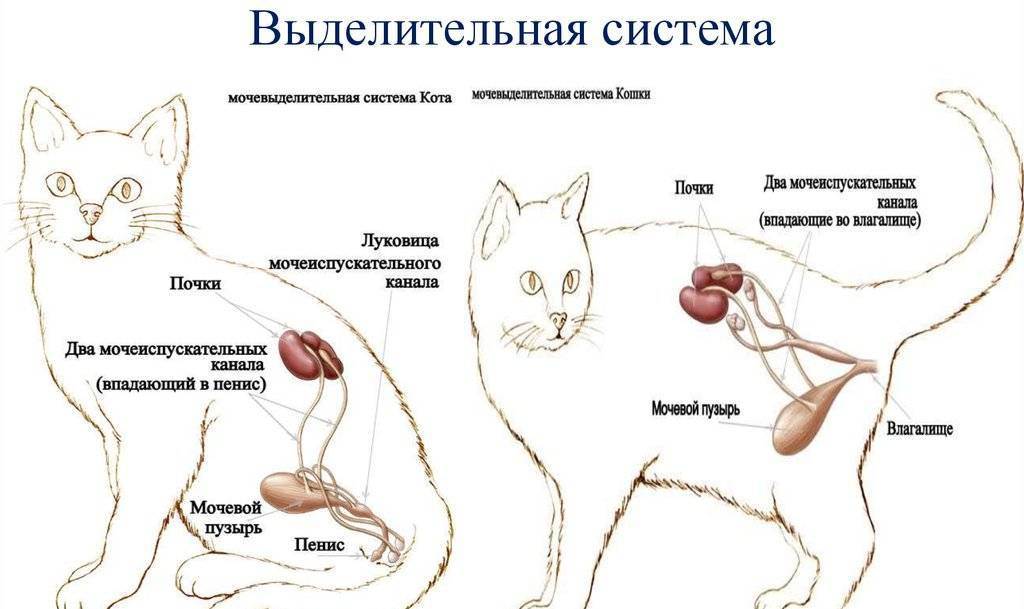 Заболевания почек у кошек собак | фитоэлита здоровые почки