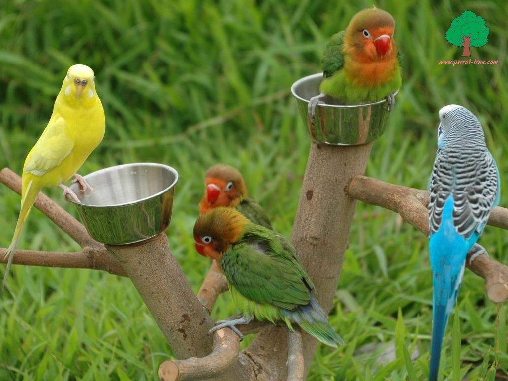 Имена для волнистых попугаев-девочек: список красивых и прикольных кличек для самок голубого и белого, желтого и других цветов