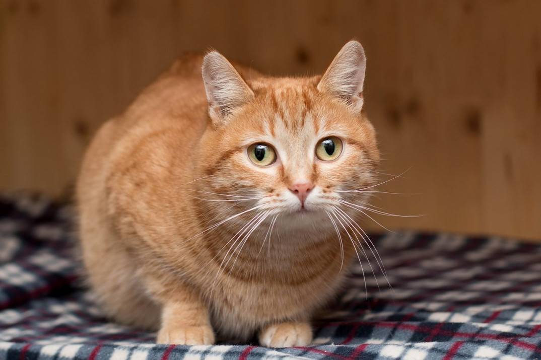 Рыжие кошки породы: фото и названия- породистые +видео от заводчиков кошек