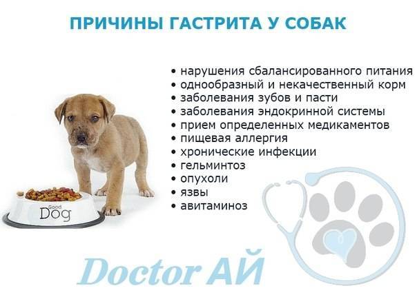 Запор у собаки: что делать, если не может сходить в туалет по-большому, после костей, симптомы каловой пробки, что можно дать и как помочь, чем лечить
