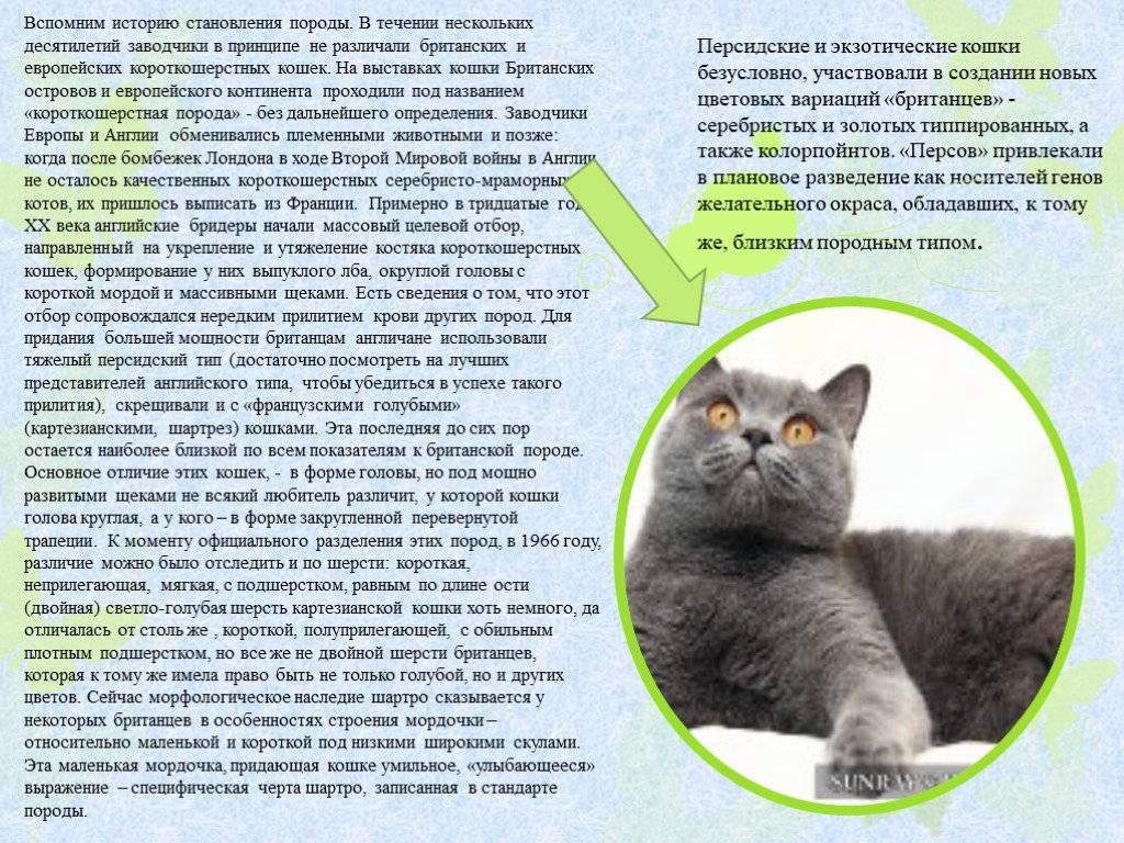 Включи кота описание