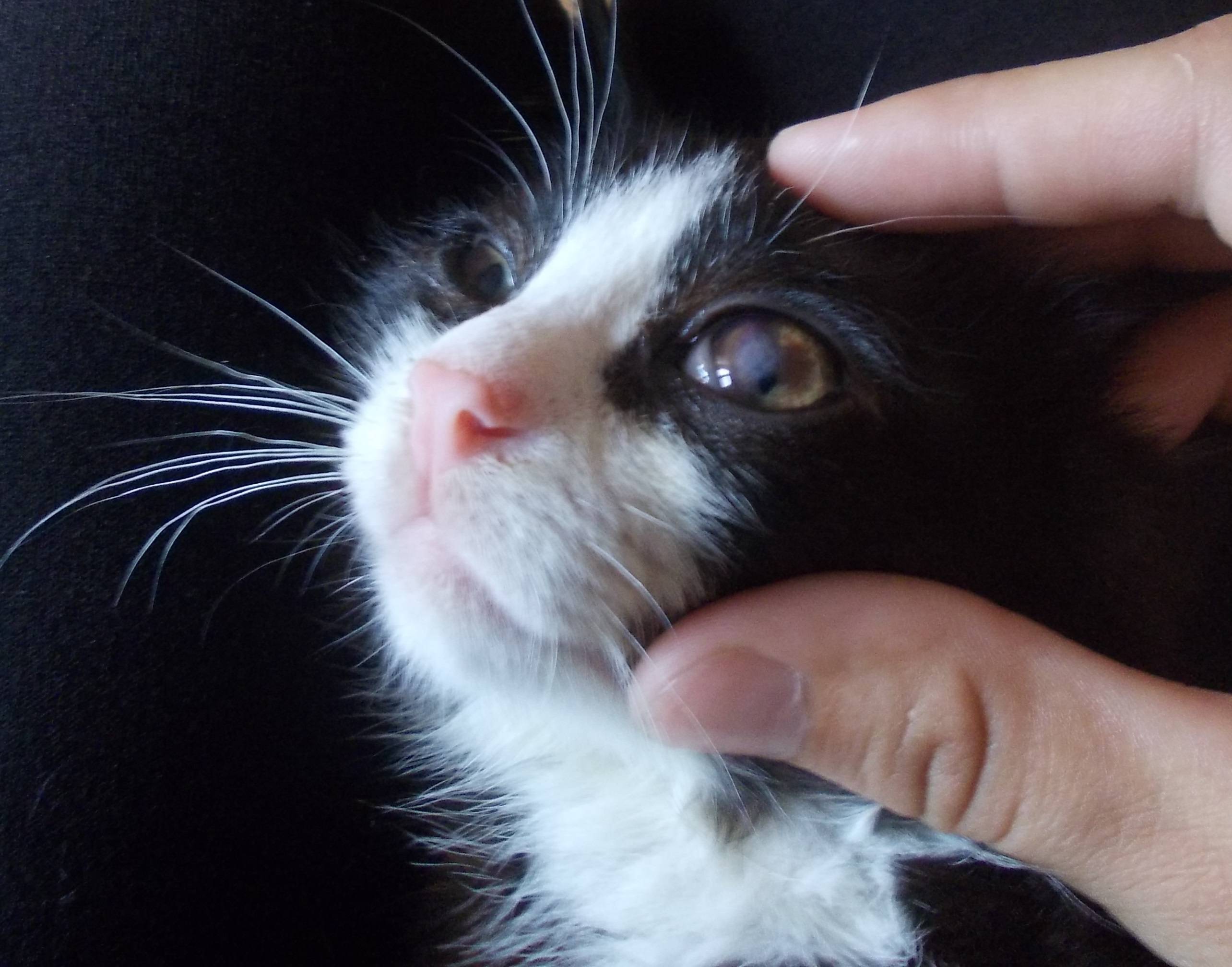 У кошки третье веко: причины, лечение, фото, что делать, если глаза наполовину закрыты плёнкой