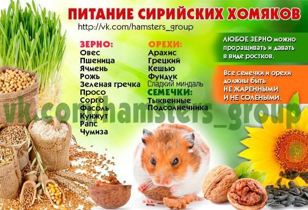 Хрумик.ру - чем кормить хомяка? (список можно-нельзя)