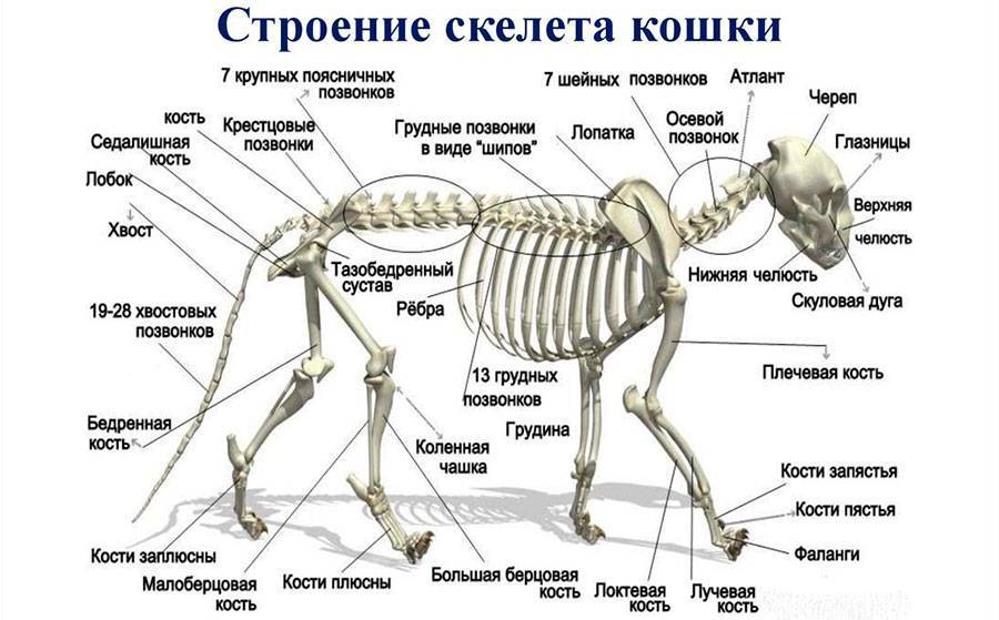 ᐉ строение скелета кошки – скелет котенка - zoomanji.ru