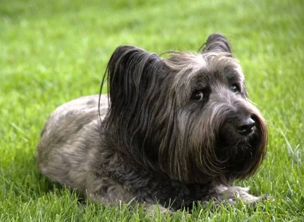 Основные сведения о скай-терьерах: внешний вид, характер собаки, содержание и уход