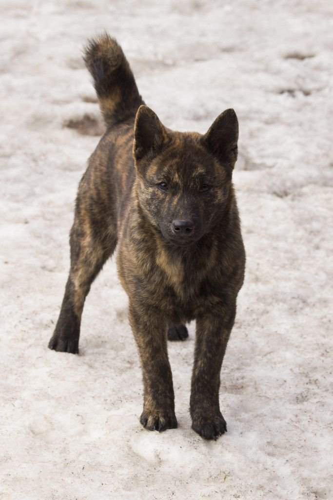 Древесная теннессийская тигровая собака: описание, характер, фото породы