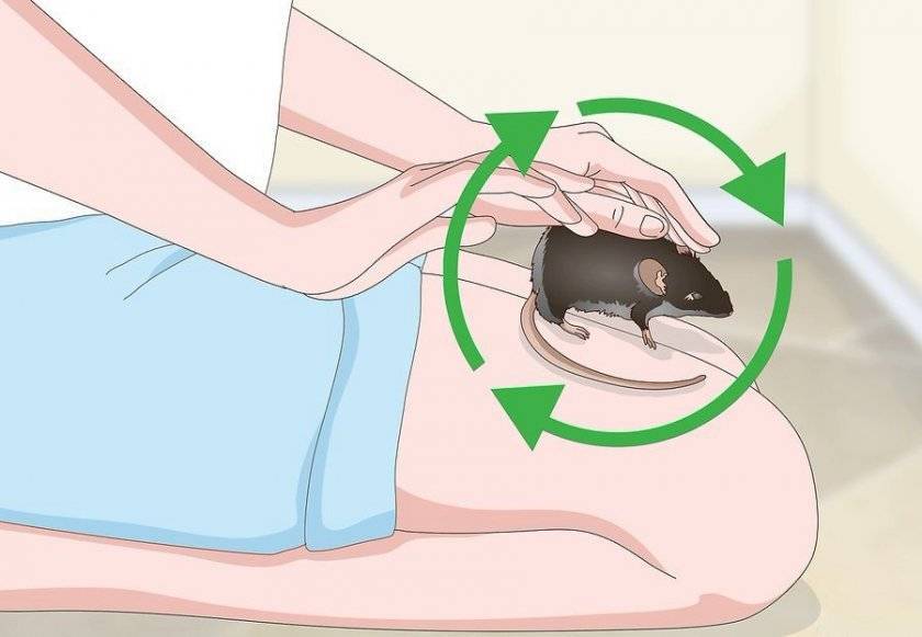 Как приручить декоративную крысу  к рукам