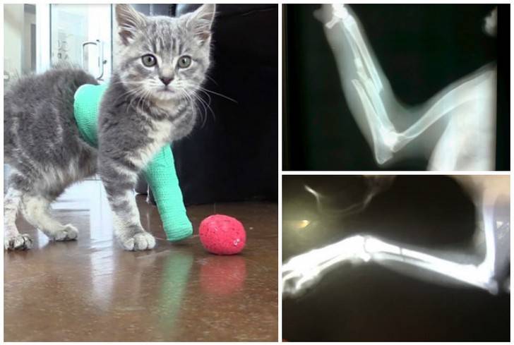Лечение переломов у кошек: бедра, лапы, позвоночника, пальца, ребер, таза, хвоста, челюсти.