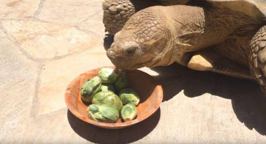 Правильное кормление сухопутной черепахи в домашних условиях