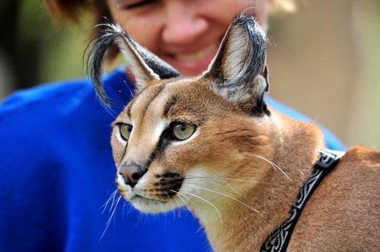 Каракал: порода кошек, известная как пустынная или степная рысь